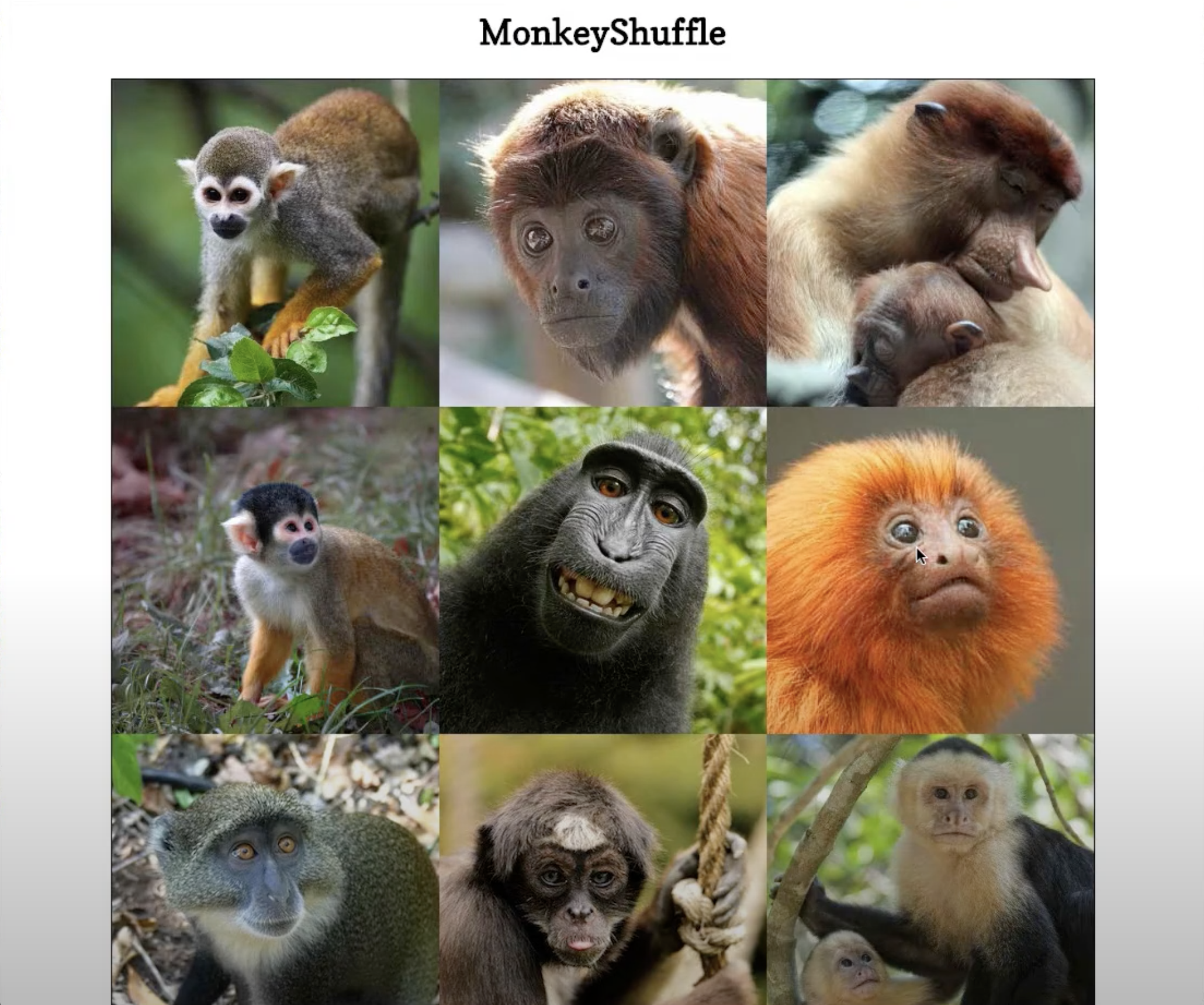 Monkey Shuffle